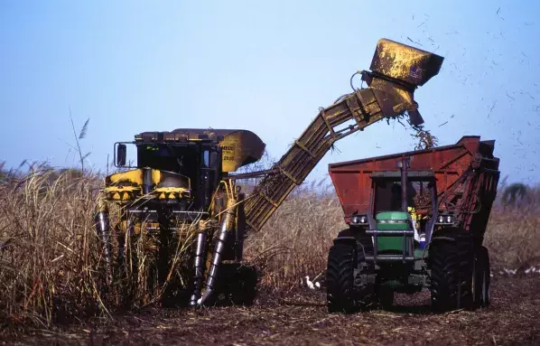 sugarcane-farm