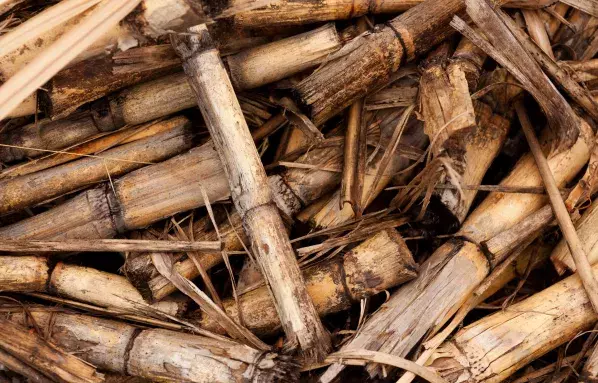 sugarcane-stems