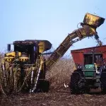 sugarcane-farm